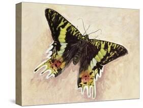 Madagascan Sunset Moth (Chrysiridia Rhipheus), Uraniidae-null-Stretched Canvas