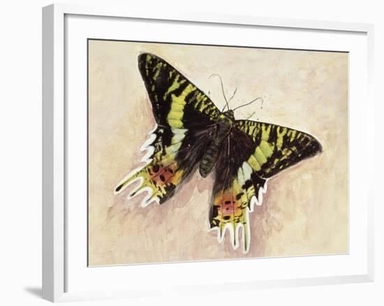 Madagascan Sunset Moth (Chrysiridia Rhipheus), Uraniidae-null-Framed Giclee Print