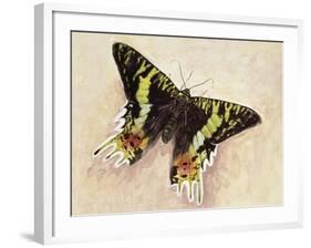 Madagascan Sunset Moth (Chrysiridia Rhipheus), Uraniidae-null-Framed Giclee Print