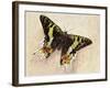 Madagascan Sunset Moth (Chrysiridia Rhipheus), Uraniidae-null-Framed Giclee Print