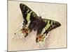 Madagascan Sunset Moth (Chrysiridia Rhipheus), Uraniidae-null-Mounted Giclee Print