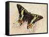 Madagascan Sunset Moth (Chrysiridia Rhipheus), Uraniidae-null-Framed Stretched Canvas