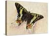 Madagascan Sunset Moth (Chrysiridia Rhipheus), Uraniidae-null-Stretched Canvas