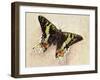 Madagascan Sunset Moth (Chrysiridia Rhipheus), Uraniidae-null-Framed Giclee Print