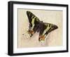 Madagascan Sunset Moth (Chrysiridia Rhipheus), Uraniidae-null-Framed Giclee Print