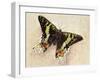 Madagascan Sunset Moth (Chrysiridia Rhipheus), Uraniidae-null-Framed Giclee Print