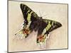 Madagascan Sunset Moth (Chrysiridia Rhipheus), Uraniidae-null-Mounted Giclee Print