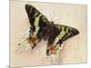 Madagascan Sunset Moth (Chrysiridia Rhipheus), Uraniidae-null-Mounted Giclee Print