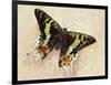 Madagascan Sunset Moth (Chrysiridia Rhipheus), Uraniidae-null-Framed Giclee Print