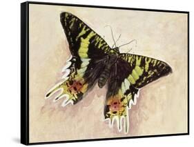 Madagascan Sunset Moth (Chrysiridia Rhipheus), Uraniidae-null-Framed Stretched Canvas