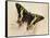 Madagascan Sunset Moth (Chrysiridia Rhipheus), Uraniidae-null-Framed Stretched Canvas