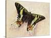 Madagascan Sunset Moth (Chrysiridia Rhipheus), Uraniidae-null-Stretched Canvas