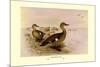 Madagascan Teal-Henrick Gronvold-Mounted Premium Giclee Print