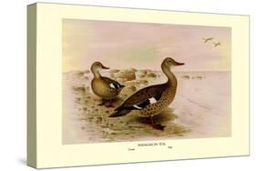 Madagascan Teal-Henrick Gronvold-Stretched Canvas