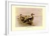 Madagascan Teal-Henrick Gronvold-Framed Art Print