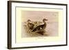 Madagascan Teal-Henrick Gronvold-Framed Art Print