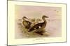 Madagascan Teal-Henrick Gronvold-Mounted Art Print