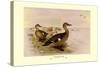 Madagascan Teal-Henrick Gronvold-Stretched Canvas