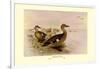 Madagascan Teal-Henrick Gronvold-Framed Art Print