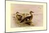 Madagascan Teal-Henrick Gronvold-Mounted Art Print