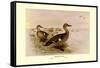 Madagascan Teal-Henrick Gronvold-Framed Stretched Canvas