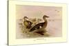 Madagascan Teal-Henrick Gronvold-Stretched Canvas