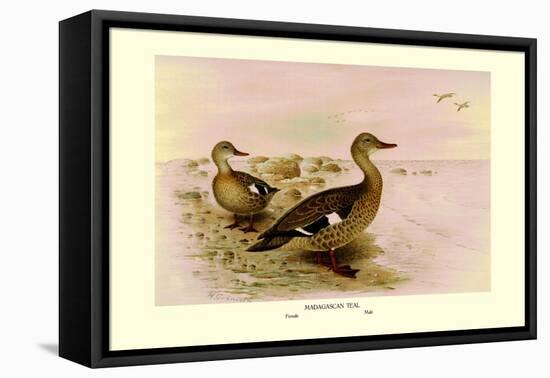 Madagascan Teal-Henrick Gronvold-Framed Stretched Canvas