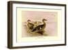 Madagascan Teal-Henrick Gronvold-Framed Art Print