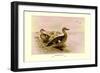 Madagascan Teal-Henrick Gronvold-Framed Art Print