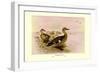 Madagascan Teal-Henrick Gronvold-Framed Art Print