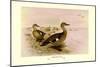 Madagascan Teal-Henrick Gronvold-Mounted Art Print