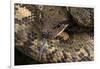 Madagascan Tree Boa (Sanzinia Madagascariensis), captive, Madagascar, Africa-Janette Hill-Framed Photographic Print