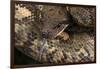 Madagascan Tree Boa (Sanzinia Madagascariensis), captive, Madagascar, Africa-Janette Hill-Framed Photographic Print