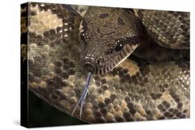 Madagascan Tree Boa (Sanzinia Madagascariensis), captive, Madagascar, Africa-Janette Hill-Stretched Canvas