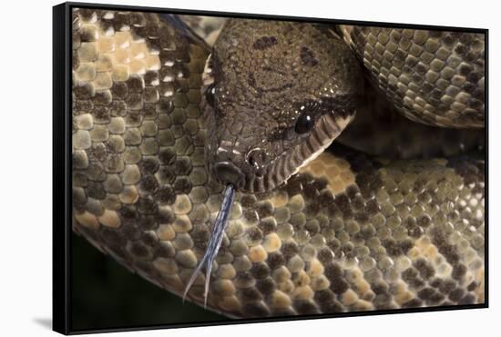 Madagascan Tree Boa (Sanzinia Madagascariensis), captive, Madagascar, Africa-Janette Hill-Framed Stretched Canvas