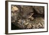 Madagascan Tree Boa (Sanzinia Madagascariensis), captive, Madagascar, Africa-Janette Hill-Framed Photographic Print