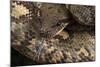 Madagascan Tree Boa (Sanzinia Madagascariensis), captive, Madagascar, Africa-Janette Hill-Mounted Photographic Print