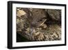 Madagascan Tree Boa (Sanzinia Madagascariensis), captive, Madagascar, Africa-Janette Hill-Framed Photographic Print