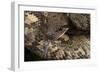 Madagascan Tree Boa (Sanzinia Madagascariensis), captive, Madagascar, Africa-Janette Hill-Framed Photographic Print