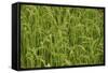 Madagascar, Ampefy, close up on green rice paddies.-Anthony Asael-Framed Stretched Canvas