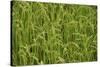 Madagascar, Ampefy, close up on green rice paddies.-Anthony Asael-Stretched Canvas