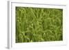 Madagascar, Ampefy, close up on green rice paddies.-Anthony Asael-Framed Photographic Print