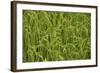 Madagascar, Ampefy, close up on green rice paddies.-Anthony Asael-Framed Photographic Print