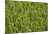 Madagascar, Ampefy, close up on green rice paddies.-Anthony Asael-Mounted Photographic Print