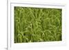 Madagascar, Ampefy, close up on green rice paddies.-Anthony Asael-Framed Photographic Print