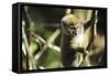 Madagascar, Andasibe, Ile Aux Lemuriens, baby Golden Bamboo Lemur.-Anthony Asael-Framed Stretched Canvas