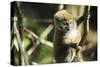 Madagascar, Andasibe, Ile Aux Lemuriens, baby Golden Bamboo Lemur.-Anthony Asael-Stretched Canvas