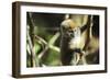 Madagascar, Andasibe, Ile Aux Lemuriens, baby Golden Bamboo Lemur.-Anthony Asael-Framed Photographic Print