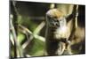 Madagascar, Andasibe, Ile Aux Lemuriens, baby Golden Bamboo Lemur.-Anthony Asael-Mounted Photographic Print