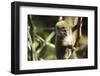 Madagascar, Andasibe, Ile Aux Lemuriens, baby Golden Bamboo Lemur.-Anthony Asael-Framed Photographic Print